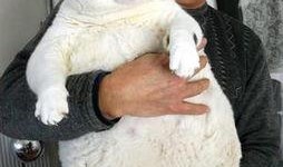 肥猫最新爆料新闻,最新爆料新闻背后的惊人真相