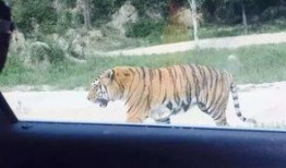 成都老虎爆料视频最新版,揭秘事件真相与幕后黑幕