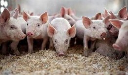 娱乐吃瓜猪衢州,吃瓜群众聚焦猪界风云