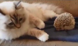 肥猫是谁爆料的视频,视频内容大曝光，真相令人震惊！