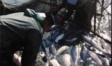 爆料钓鱼真相大全视频,揭秘爆料视频中的那些不为人知的秘密