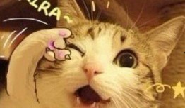 抖音网红多肉小野猫吃瓜,揭秘网红圈幕后故事