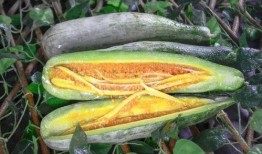 滨江网红吃瓜,揭秘幕后故事与热门话题