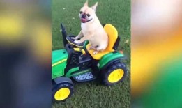 搞笑爆料动物视频大全下载,萌宠瞬间让你笑翻天