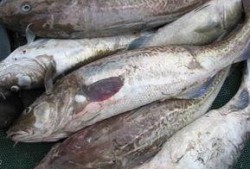 鳕鱼最新爆料图片大全,高清美图大集合，带你领略海洋美食风采