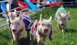 娱乐吃瓜猪衢州,吃瓜群众聚焦猪界风云