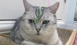 抖音网红多肉小野猫吃瓜,揭秘网红圈幕后故事