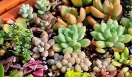 抖音网红多肉小野猫吃瓜,揭秘网红圈幕后故事