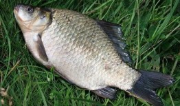 最新偷鱼爆料新闻事件是什么,揭秘黑幕，渔民权益再受挑战