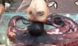 章鱼爆料最新,揭秘娱乐圈最新惊天秘密