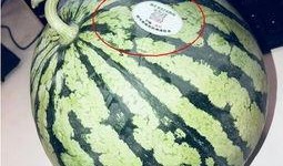 滨江网红吃瓜,揭秘幕后故事与热门话题