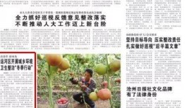 沧州爆料最新新闻,聚焦城市动态与民生焦点