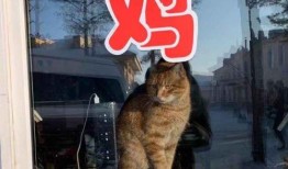 虎虎爱娱乐吃瓜,揭秘娱乐圈背后的那些事儿