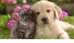 狗狗最新爆料文案短句子,宠物界的最新爆料！