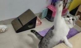 肥猫是谁爆料的视频,视频内容大曝光，真相令人震惊！