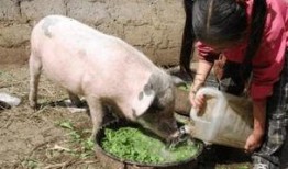 娱乐吃瓜猪衢州,吃瓜群众聚焦猪界风云