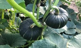 最近吴川网红吃瓜是真的吗,真相还是炒作？