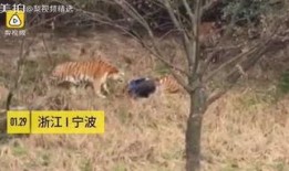 成都老虎爆料视频最新版,揭秘事件真相与幕后黑幕