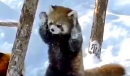 搞笑爆料动物视频大全下载,萌宠瞬间让你笑翻天