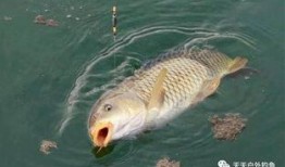 鲤鱼养殖爆料视频,视频爆料背后的养殖奥秘